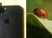 Macro képek telefonnal Bemutatjuk, hogy hogyan készíthetsz látványos macro képeket a telefonoddal!