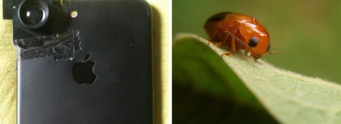 Macro képek telefonnal Bemutatjuk, hogy hogyan készíthetsz látványos macro képeket a telefonoddal!