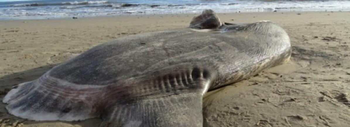 A tengerbiológusok is meglepődtek, amikor meglátták ezt a tengeri lényt a strandon! A tengerbiológusok is meglepődtek, amikor meglátták ezt a tengeri lényt a strandon!