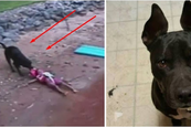 Hatvanban egy gyermek életét mentette meg ez a pitbull típusú kutya