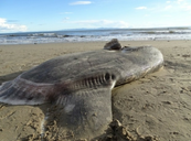 A tengerbiológusok is meglepődtek, amikor meglátták ezt a tengeri lényt a strandon! A tengerbiológusok is meglepődtek, amikor meglátták ezt a tengeri lényt a strandon!