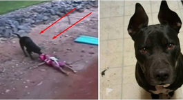Tóba dobta a gyermekét, ez a kutya mentette meg a kisfiú életét!