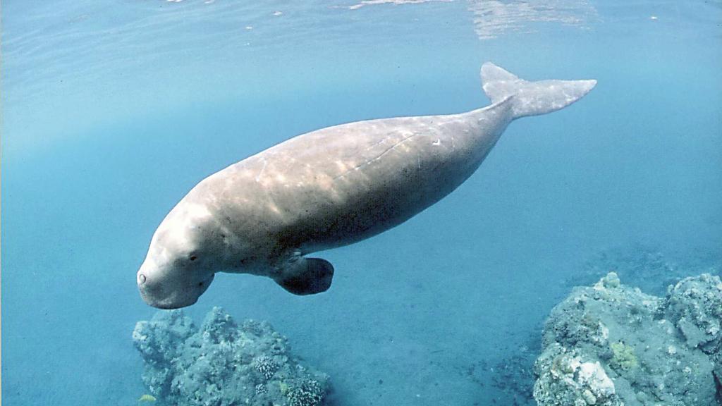 A dugong lenne a sellő?